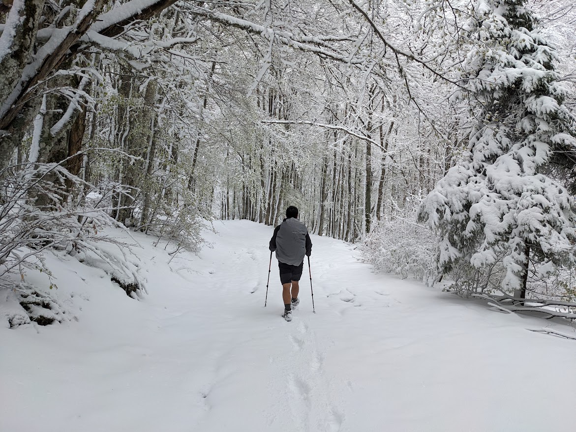 Photo d'un homme de dos marchant sur un chemin large au cœur d'une forêt enneigée